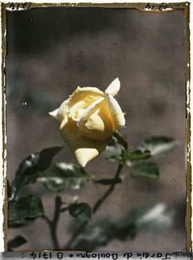 Image représentant Bouton de rose jaune
