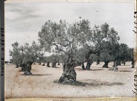 Image représentant Vieux oliviers dans une plantation (culture arabe)