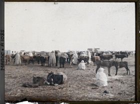 Image représentant Une partie du marché aux animaux