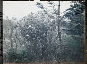 Image représentant Arbuste en fleur planté sur un talus, à la limite du " sanctuaire japonais " et du verger-roseraie