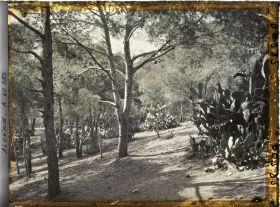 Image représentant Le bois des Planteurs