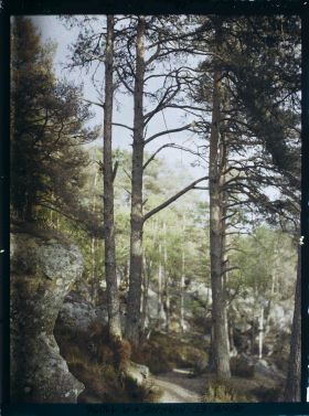 Image représentant France, Fontainebleau, Forêt de Fontainebleau