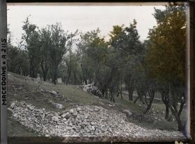 Image représentant Amandiers sur le sol calcaire de la vieille forteresse