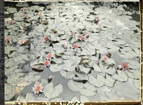 Image représentant Nénuphars roses