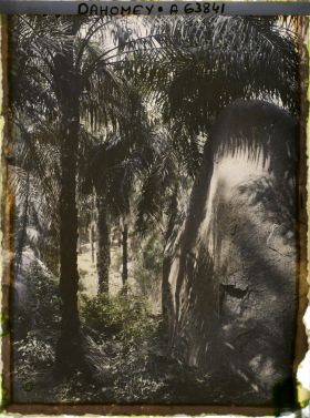 Image représentant Palmeraie en montagne