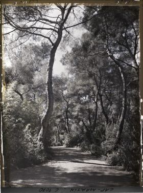 Image représentant Le Jardin, Grande allée