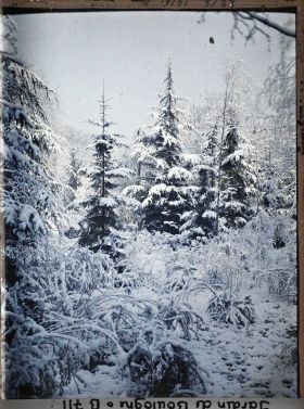 Image représentant Forêt bleue sous la neige