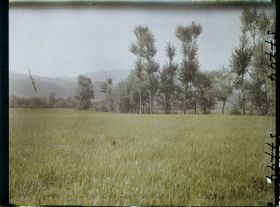 Image représentant Afghanistan, Shah-Abad, Champ de blé