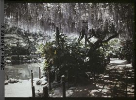 Image représentant Hibiya-koen (parc de Hibiya) : glycines au bord de l'étang Shinkei