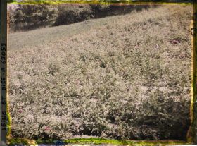 Image représentant Ile de France, Triel, Champ de roses