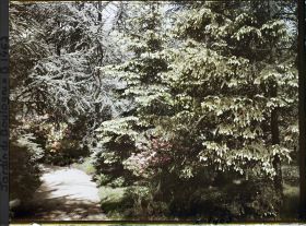 Image représentant La forêt dorée et la forêt bleue