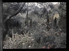 Image représentant Partie du jardin comprise entre Dunur (sic) et Miramar