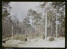 Image représentant Forêt