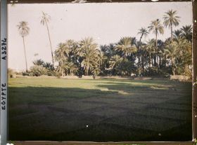 Image représentant Champs cultivés sur l'île d'Éléphantine