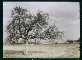 Image représentant France, Les Clayes, Un Pommier