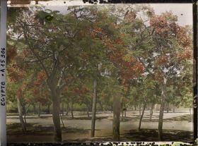 Image représentant Flamboyants