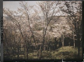 Image représentant Collines et cerisiers en fleurs