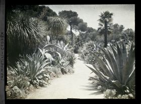 Image représentant Allée sinueuse bordée de plantes exotiques diverses, vue en direction du sud-est