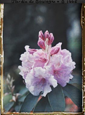 Image représentant Une fleur de rhododendron