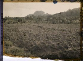 Image représentant Culture de l'arachide