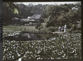 Image représentant Parc Sankeien, étang couvert de lotus
