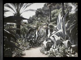 Image représentant Groupe de palmiers, agaves et autres plantes crassulescentes en bordure d'allée, vue prise à 12 h