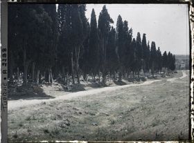 Image représentant Cimetière de Karacaahmet ou Büyük Mezaristan ("Grand cimetière") dans un bois de cyprès