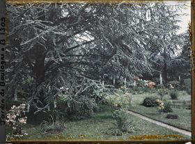 Image représentant Pelouse fleurie vue depuis le grand cèdre situé près du marais et du chemin menant vers l'ouest