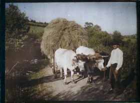 Image représentant Galvacher morvandeau guidant une charette tractée par des charolaises