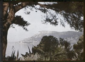 Image représentant Pin et végétation du jardin encadrant des points de vue sur Monaco et Monte-Carlo