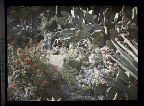 Image représentant Géraniums en fleurs et plantes succulentes diverses ourlant des allées