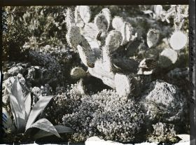 Image représentant Ruban fleuri entre opuntia et agave