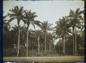 Image représentant Palmiers à huile et culture de manioc en bordure de route