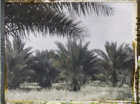 Image représentant Palmeraie de dattiers