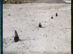 Image représentant Site palafittique préhistorique des Alpes, pieux en bois visibles lors de la baisse des eaux après la grande sécheresse de 1921 sur le lac de Neuchâtel
