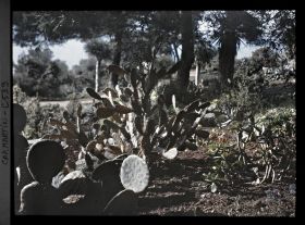 Image représentant Le jardin Partie africaine