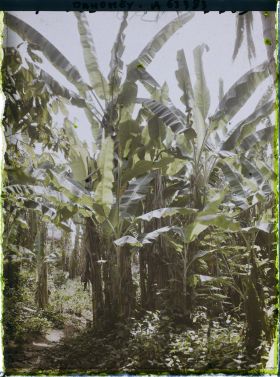 Image représentant Une bananeraie