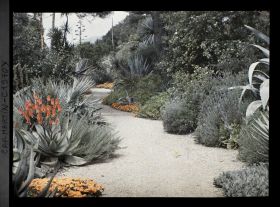 Image représentant Allée sinueuse ornée de plantes exotiques diverses, tapis de fleurs et lavandes, vue en direction de l'ouest, vue prise à 10 h