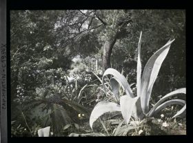 Image représentant Agave, acanthe en fleur, cycas et autres végétaux, au pied de pin et arbustes