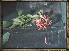 Image représentant Feuilles et fleur d'hibiscus double rouge