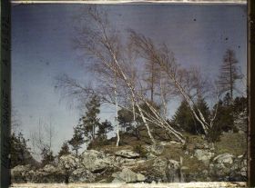 Image représentant Vallée de Chamonix,Groupe de bouleaux penchés par suite de la poussée d'une ancienne avalanche