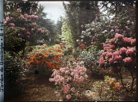 Image représentant Azalées près du Marais