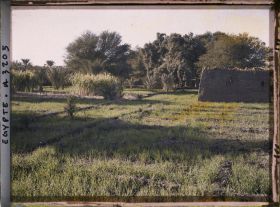Image représentant Champs de blé et de cannes à sucre