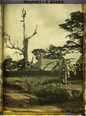 Image représentant Dans le village indigène, un chronoxyle d'Iroko (ou milicia exclesa) sacré ou arbre fétiche