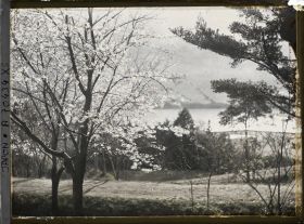 Image représentant Cerisiers en fleurs