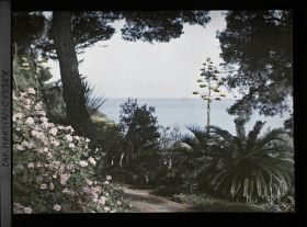 Image représentant Fleur d'agave se dressant face à la mer, au pied d'un cycas situé en bordure d'allée