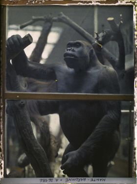 Image représentant Un gorille mâle empaillé dans une des salles du museum d'histoire naturelle
