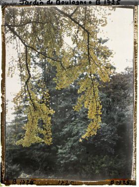 Image représentant Branche de ginkgo jaunissant et lisière arborée du " jardin chinois " aux abords d'une maison