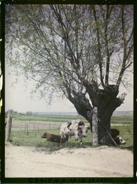 Image représentant France, Fontenay-Fleuri, Une pâture, vue prise de la route de St Cyr Direction Fontenay