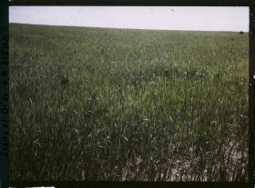 Image représentant France, Fontenay-Fleuri, Champ de blé (N° 2)